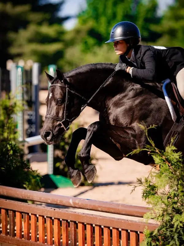 Close-up of a dark bay horse and helmeted rider jumping a wooden fence
