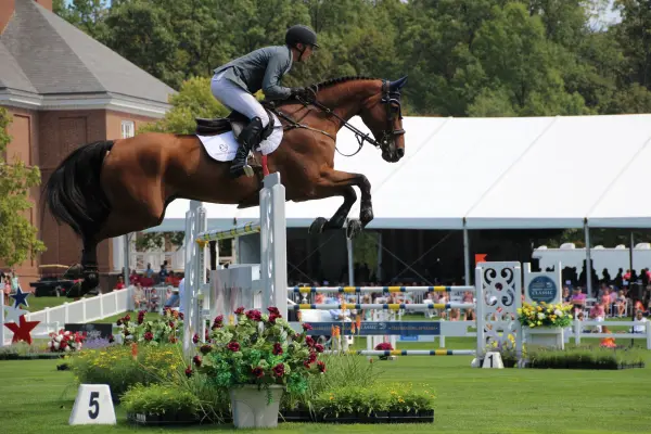 Bay show jumper and rider clearing an oxer
